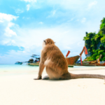 ピピ島　モンキービーチ